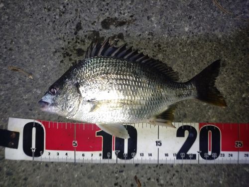 キビレの釣果