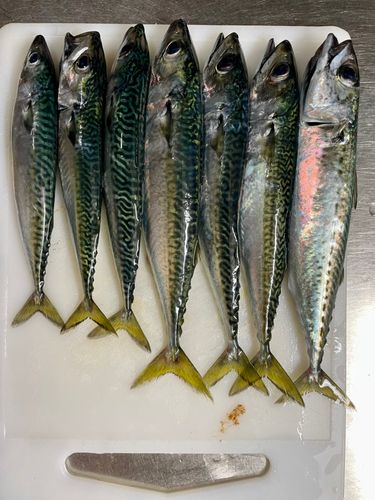 サバの釣果