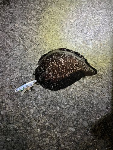モンゴウイカの釣果