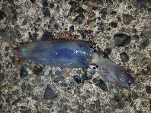 ケンサキイカの釣果