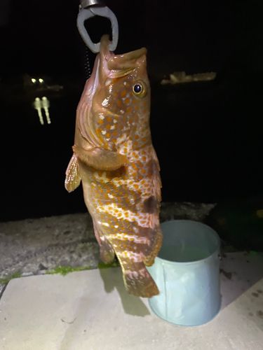 キジハタの釣果
