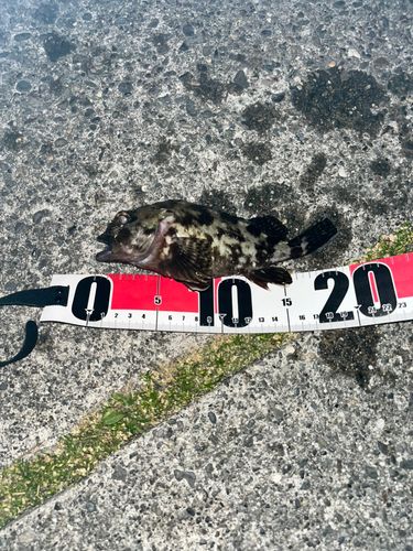 カサゴの釣果