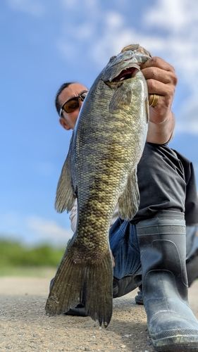 スモールマウスバスの釣果