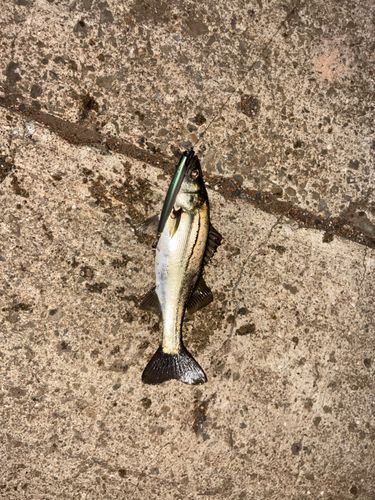 スズキの釣果