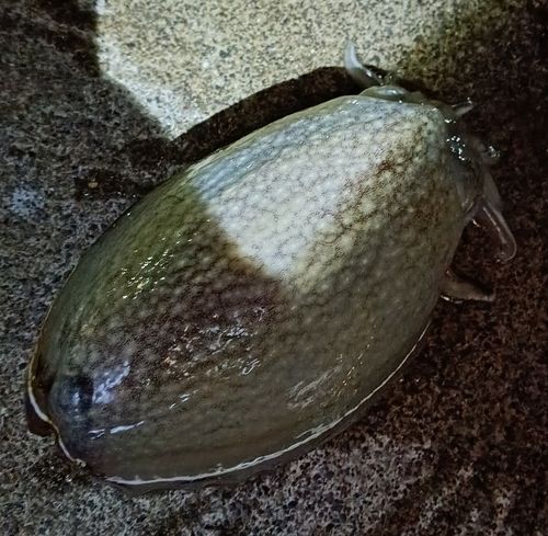 シリヤケイカの釣果