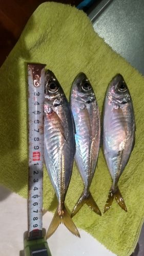アジの釣果