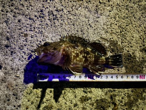カサゴの釣果