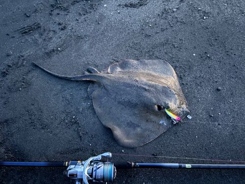 アカエイの釣果