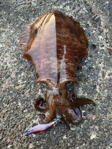アオリイカの釣果