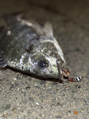キビレの釣果