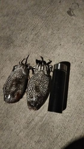 シリヤケイカの釣果