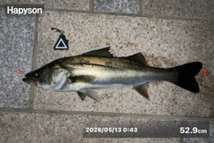 シーバスの釣果