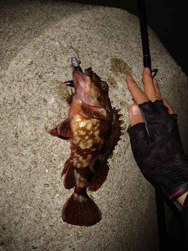 カサゴの釣果