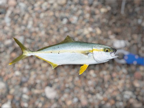 ヒラマサの釣果
