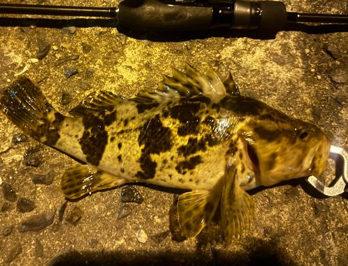 タケノコメバルの釣果