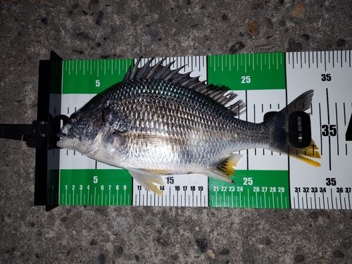 キビレの釣果