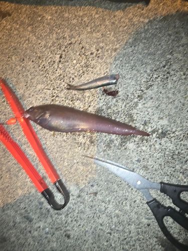 ドンコの釣果