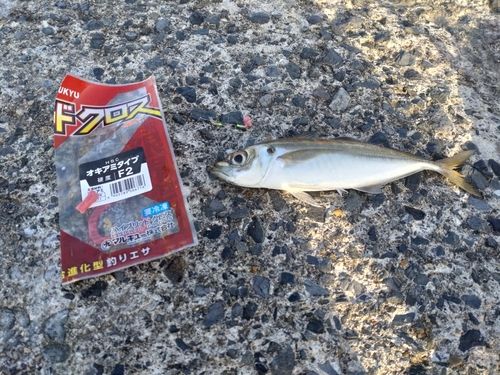 マアジの釣果