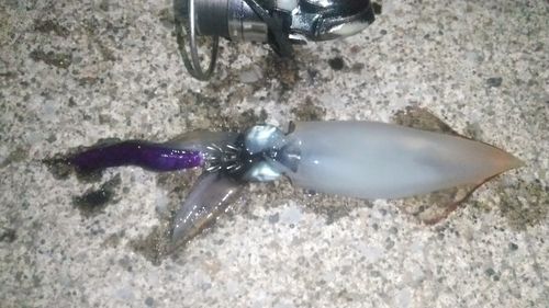 ケンサキイカの釣果