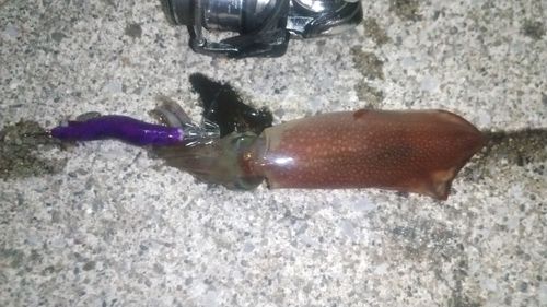 ケンサキイカの釣果