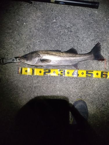 フッコ（マルスズキ）の釣果