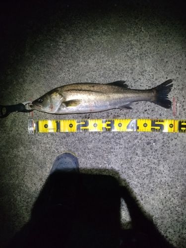 フッコ（マルスズキ）の釣果