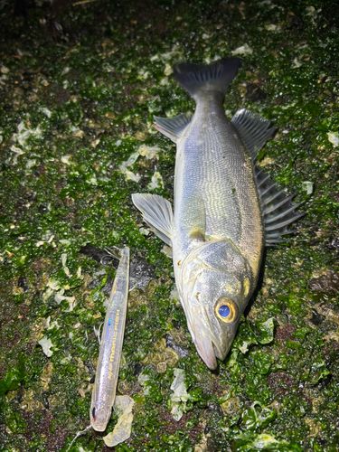 セイゴ（マルスズキ）の釣果