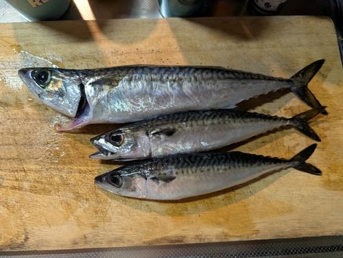 サバの釣果