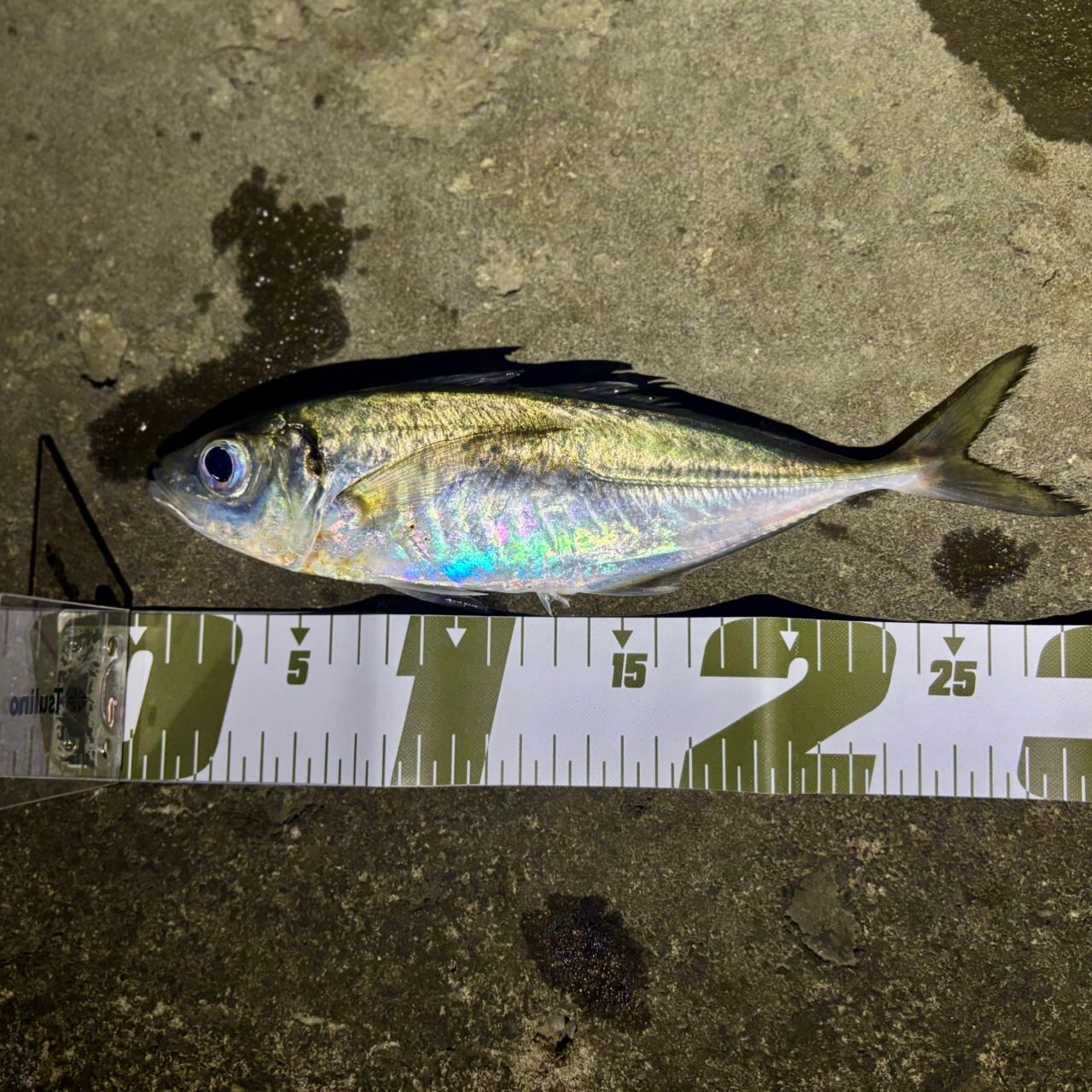 SHIMANO 22ソアレ SS アジング S54SUL-Sの最安値・インプレ・釣果