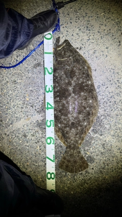 ヒラメの釣果