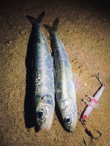 マイワシの釣果