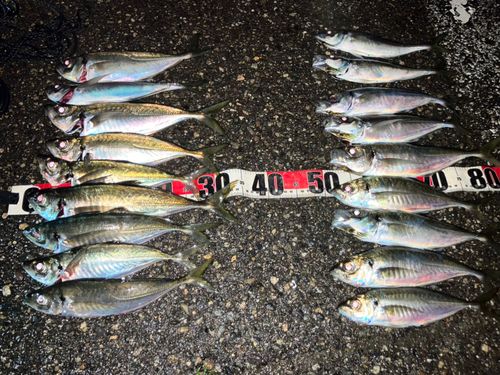 アジの釣果