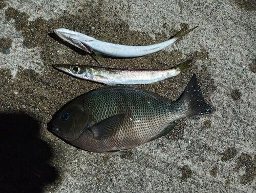 メジナの釣果