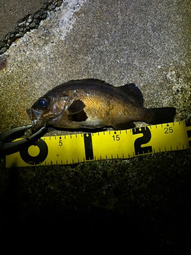 シロメバルの釣果