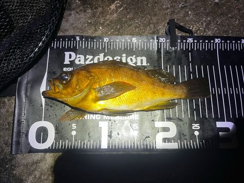 メバルの釣果