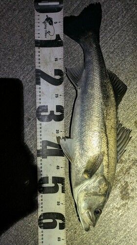 シーバスの釣果