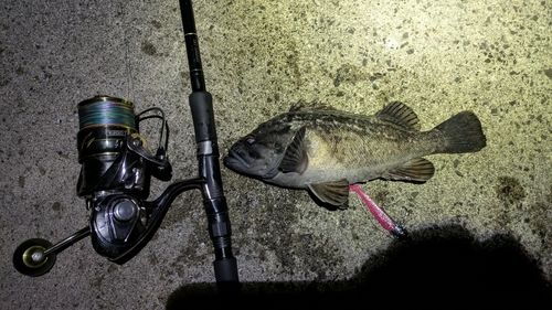 クロソイの釣果