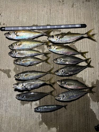 アジの釣果