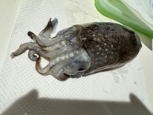 コウイカの釣果