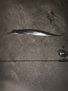 タチウオの釣果