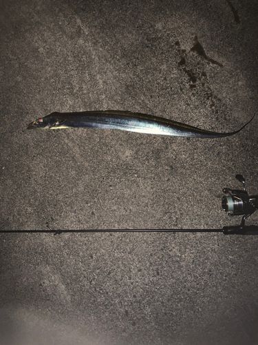 タチウオの釣果