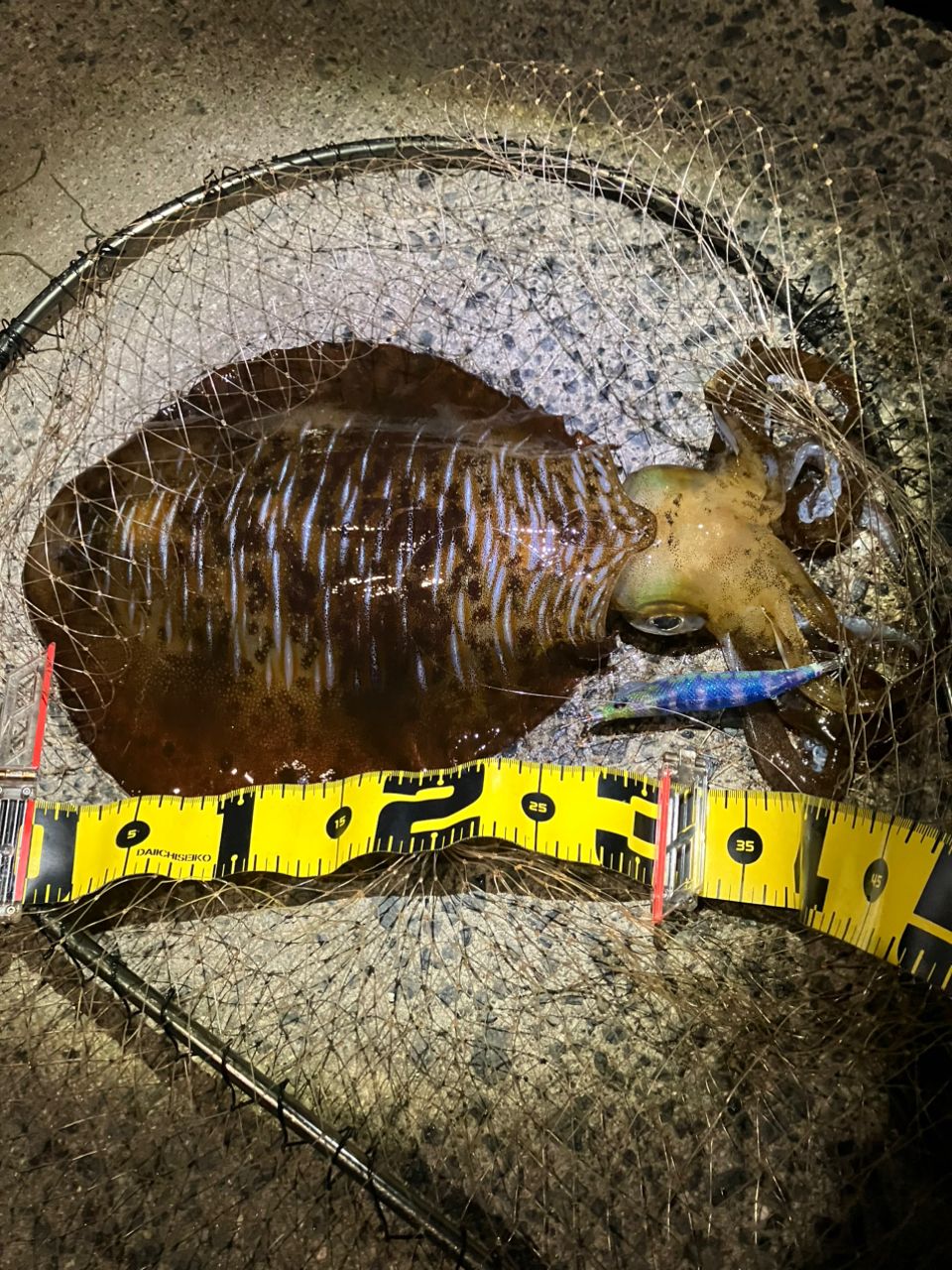アオリイカの釣果写真