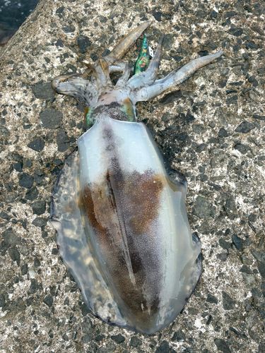 アオリイカの釣果