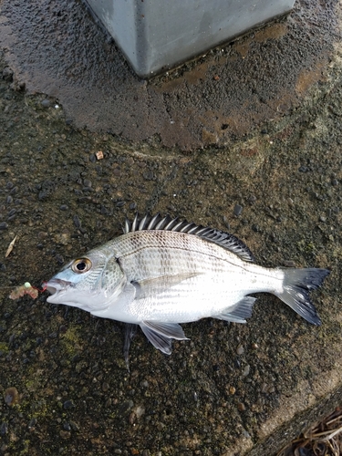 チンチンの釣果