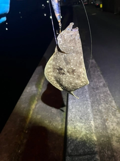 ソゲの釣果