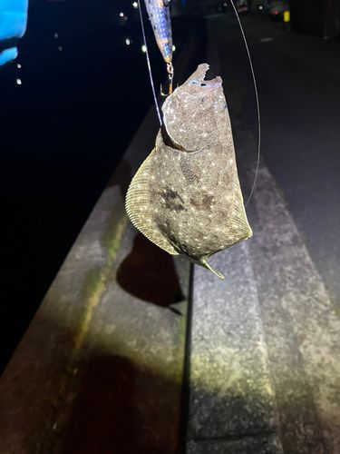 ソゲの釣果