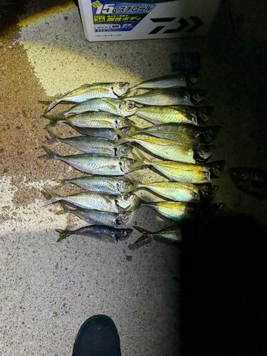 アジの釣果
