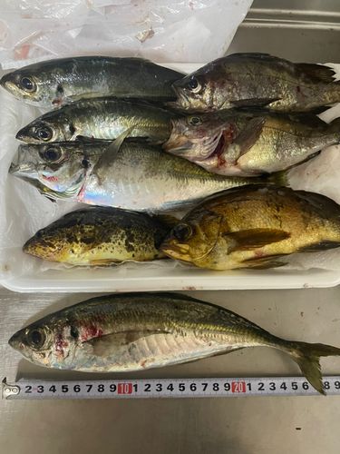 アジの釣果