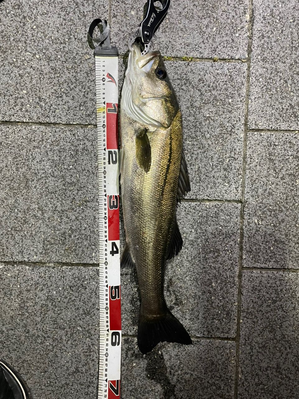 SHIMANO 23ディアルーナ S90Lの釣果一覧 | 本音の口コミが集まる釣具