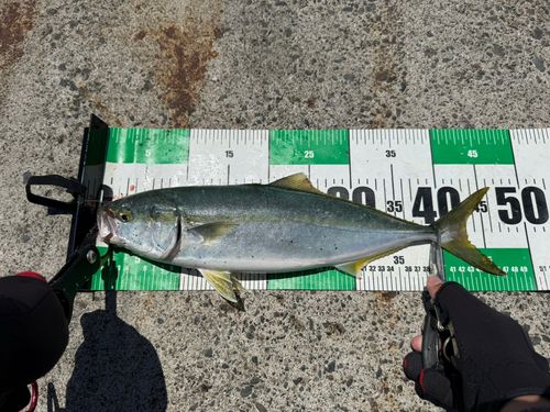 イナダの釣果